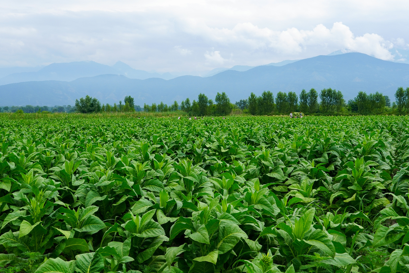 tobacco fields delaware FIELD II - Updated July 2026 - 1102 N Dupont Hwy, New Castle, - Tobacco Shops - Phone Number Teens of the Tobacco Fields: